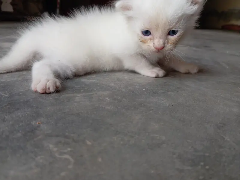 White Persian  Kitten  Healthy & Cute — photo 3