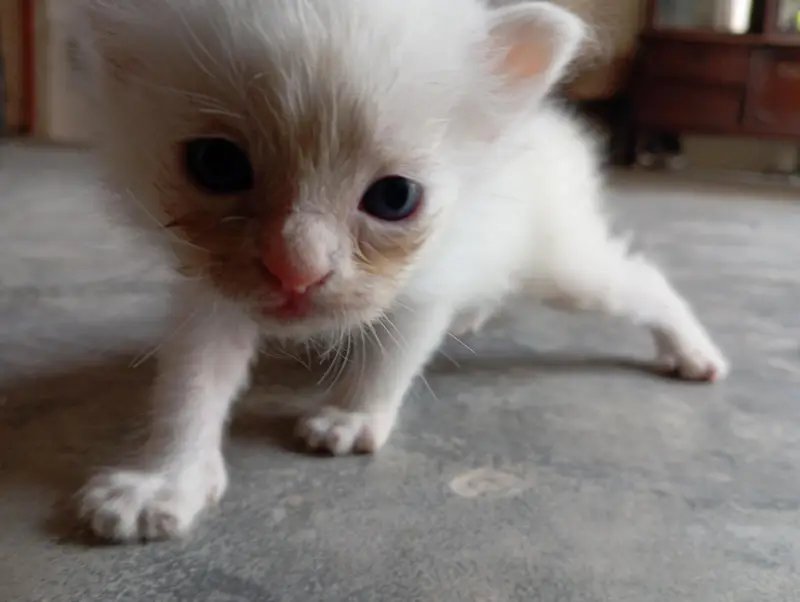White Persian  Kitten  Healthy & Cute — photo 4