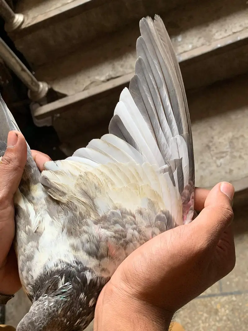 kabootar — photo 7