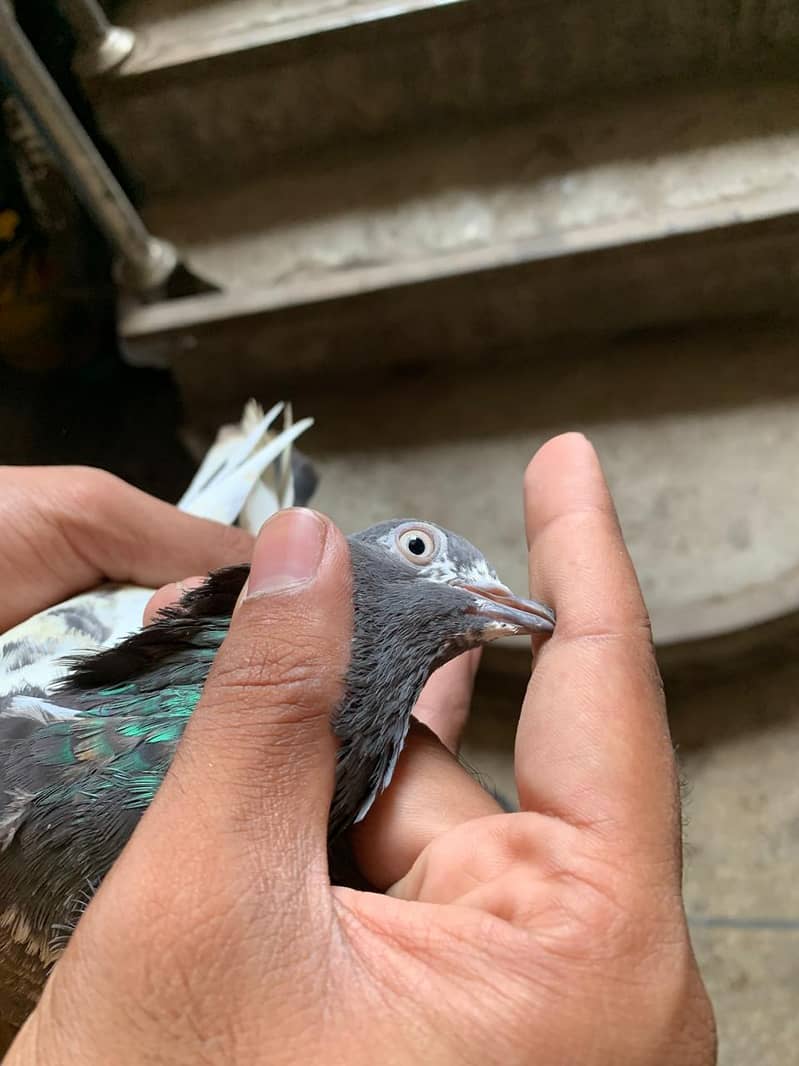 kabootar 8