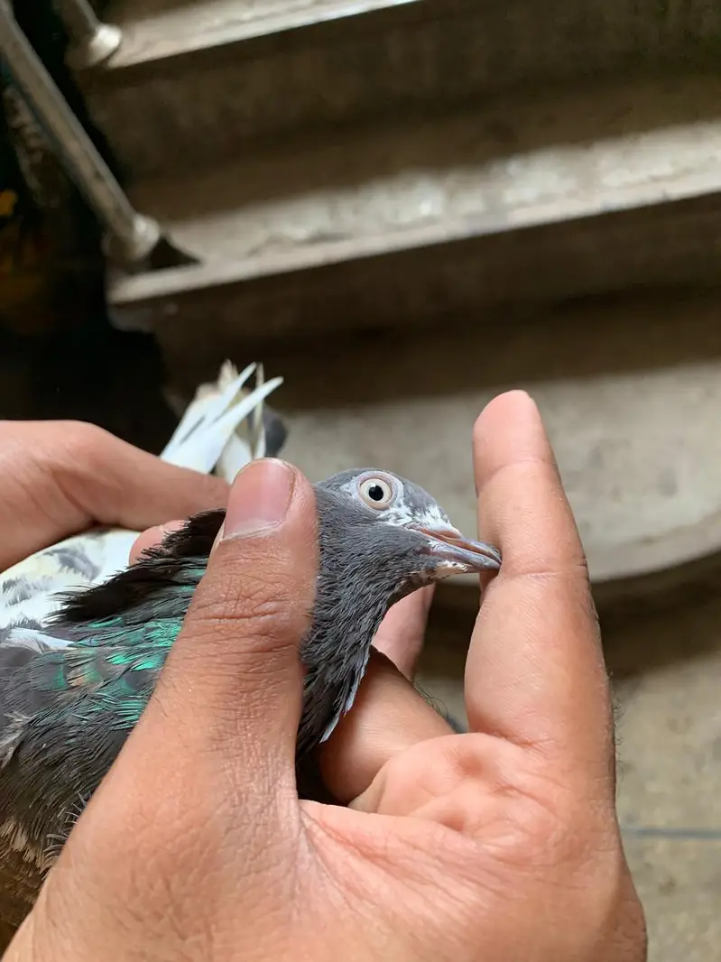 kabootar — photo 9
