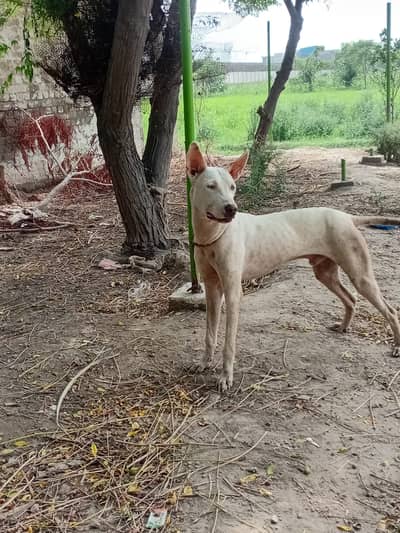Bull Terrier male dog  for sale