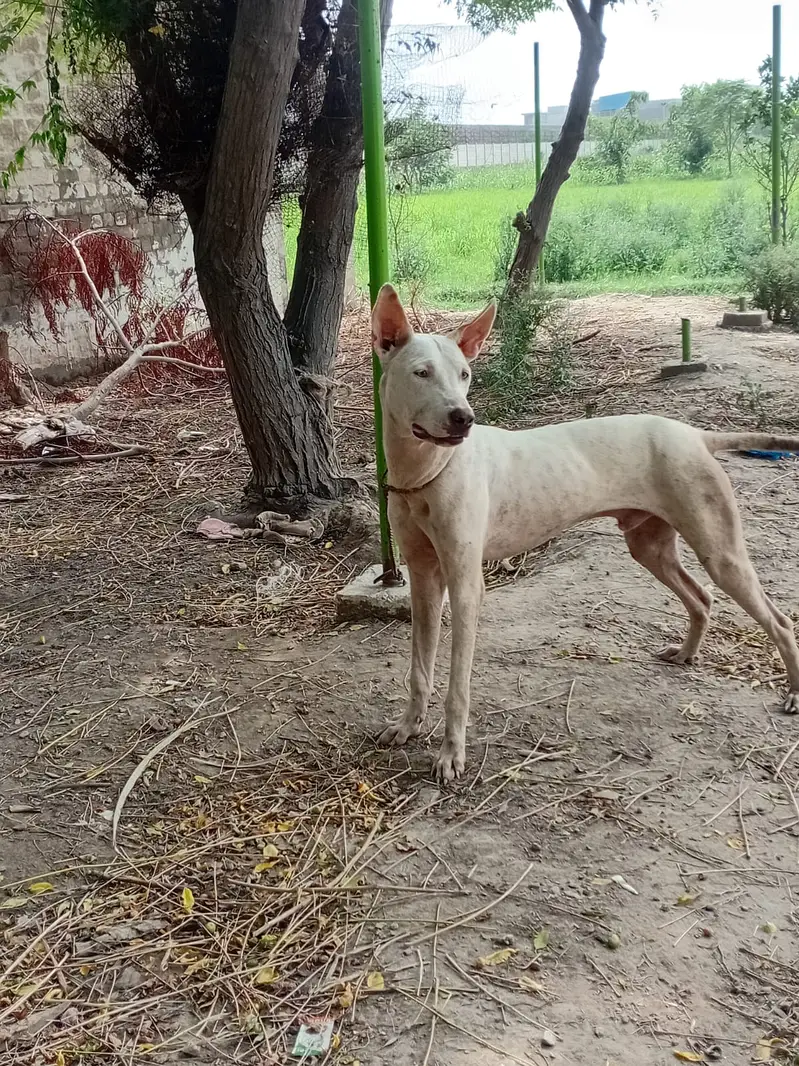Bull Terrier male dog  for sale