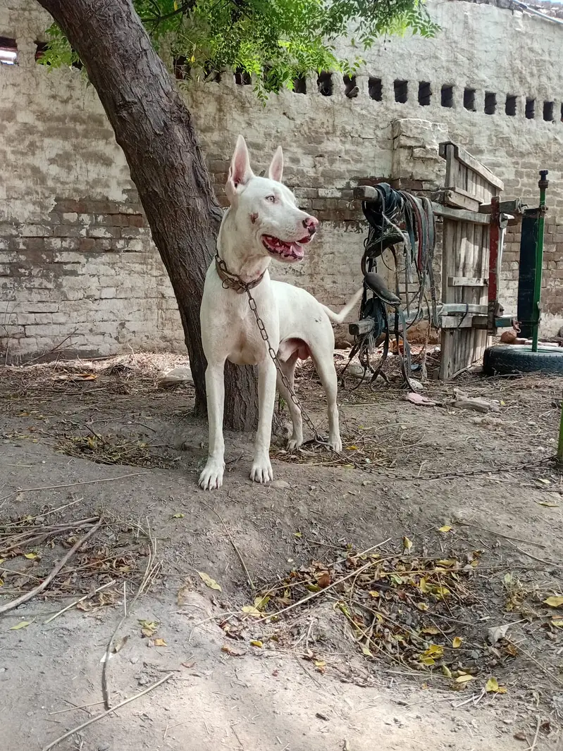 Bull Terrier male dog  for sale — photo 2