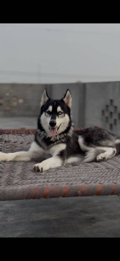 Husky dog / Siberian Husky/ odd eyes / Husky / single caot husky