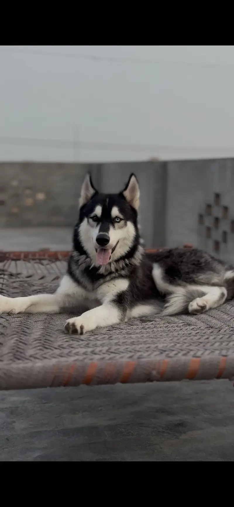 Husky dog / Siberian Husky/ odd eyes / Husky / single caot husky
