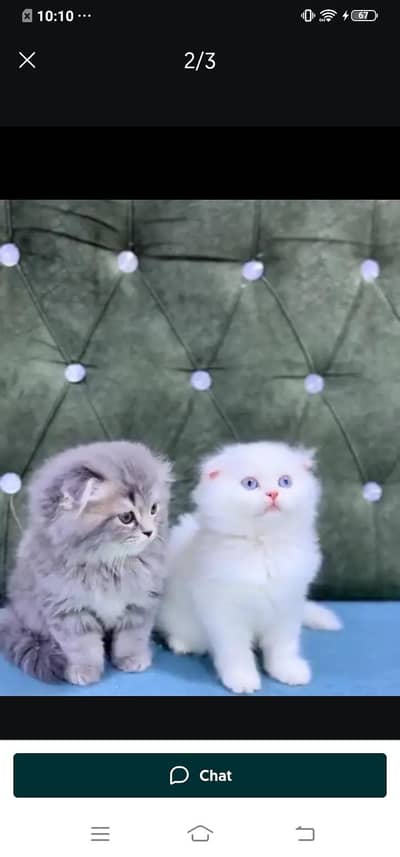 Persian cat for sale male or female my WhatsApp( 032)79)83)75)73