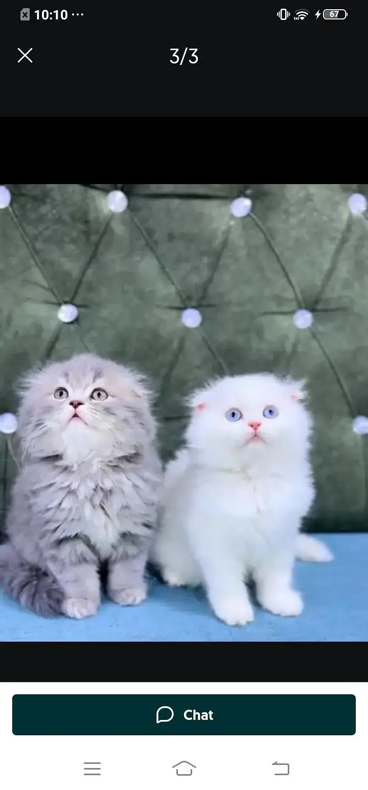 Persian cat for sale male or female my WhatsApp( 032)79)83)75)73 — photo 4