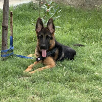 German shepherd puppy for sale 6 months old
