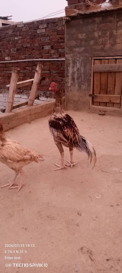 Aseel Pair
