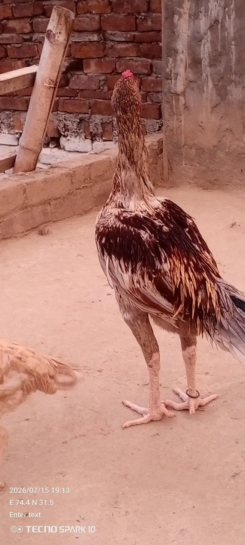 Aseel Pair — photo 2