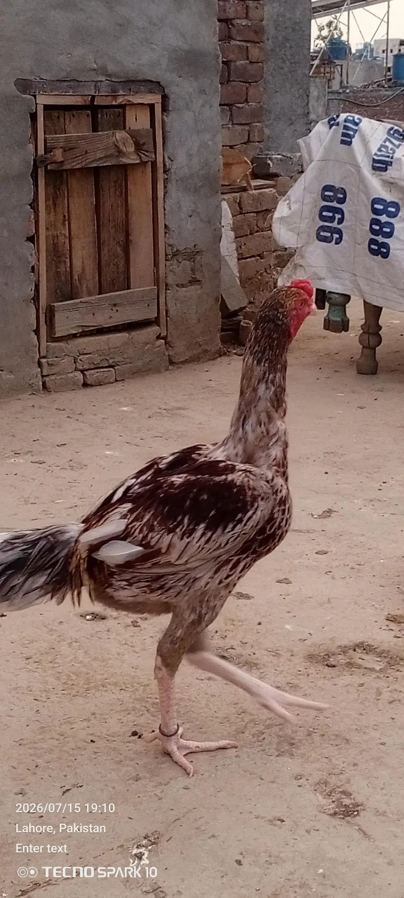 Aseel Pair — photo 5