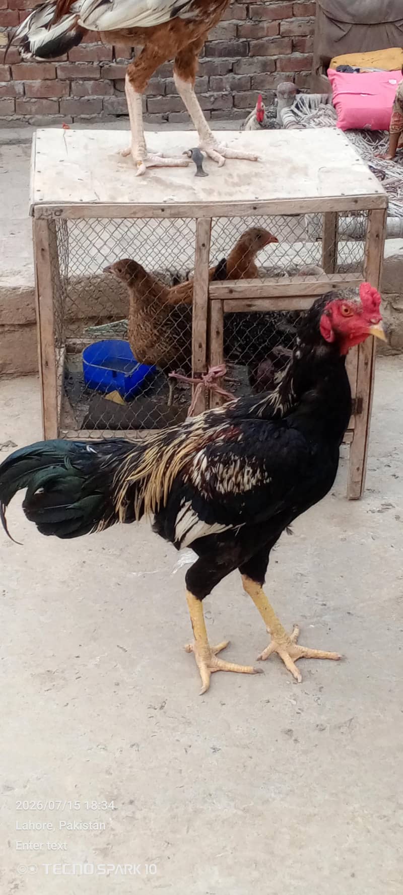 Aseel Pair 5
