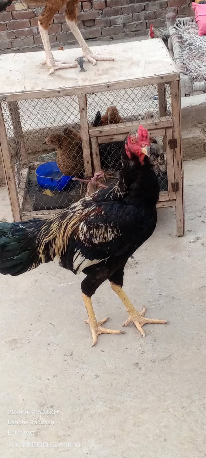 Aseel Pair 6