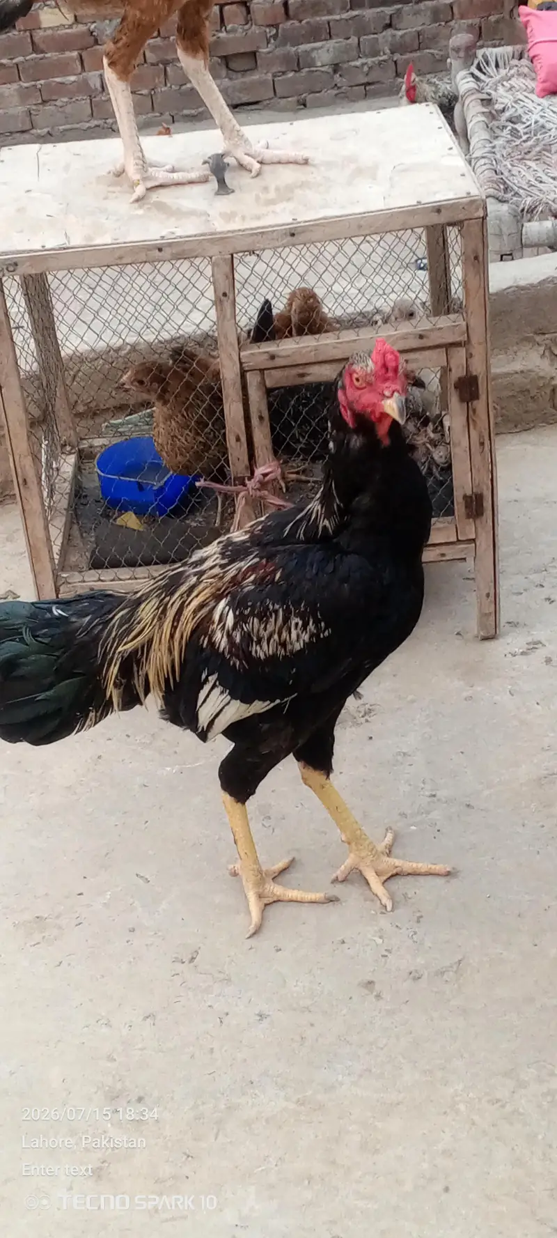 Aseel Pair — photo 7