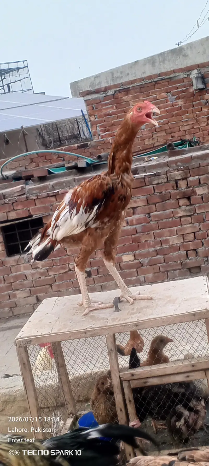 Aseel Pair — photo 9