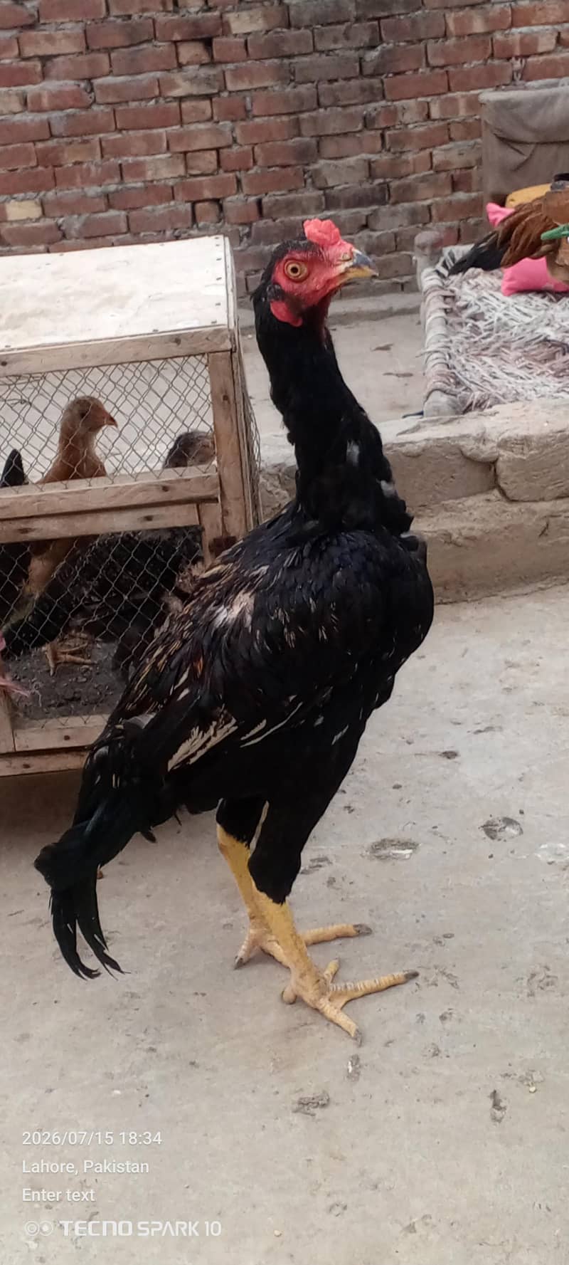 Aseel Pair 9