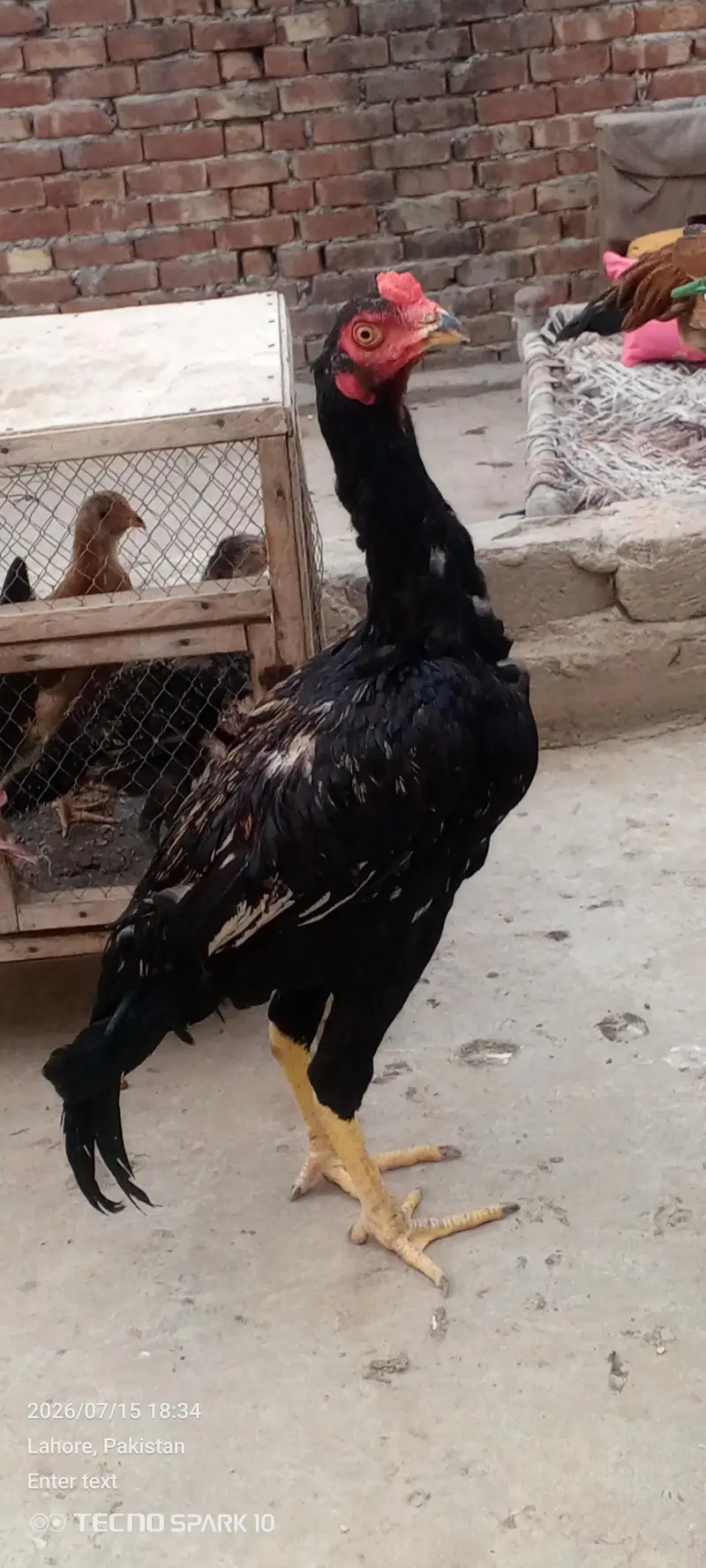 Aseel Pair — photo 10