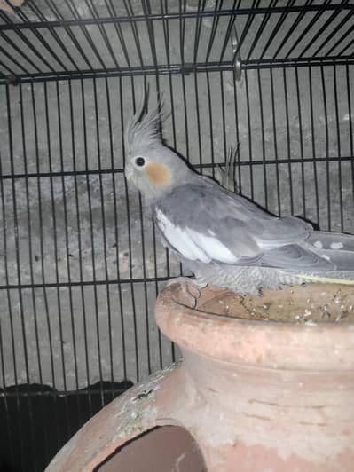 cocktail parrot female available