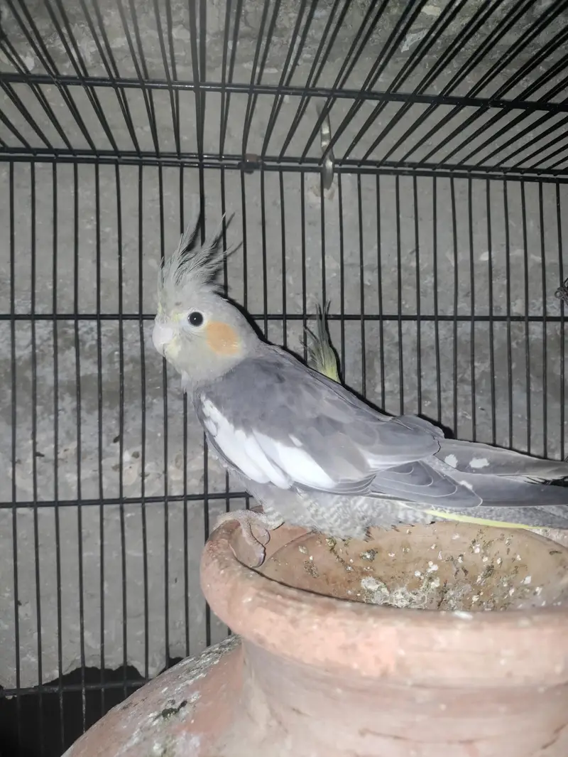 cocktail parrot female available — photo 2