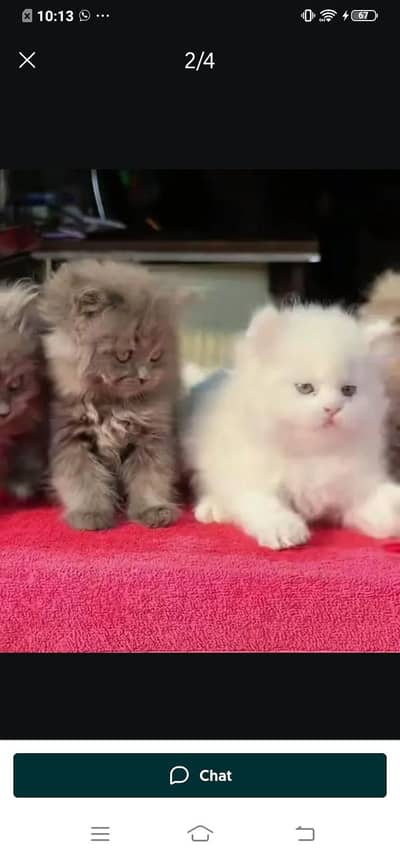 Persian cat for sale male or female my WhatsApp( 032)79)83)75)73