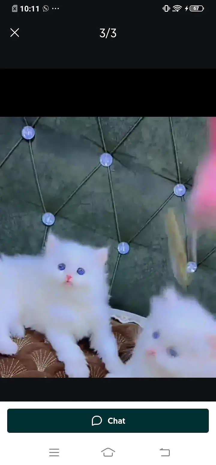 Persian cat for sale male or female my WhatsApp( 032)79)83)75)73 — photo 3