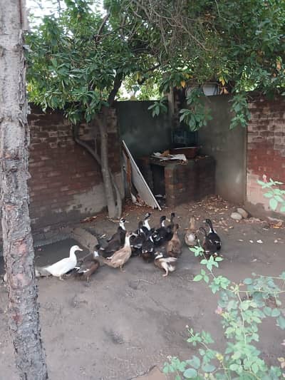 Desi Khaki Ducks Setup | Campbell Duck _ desi batakh