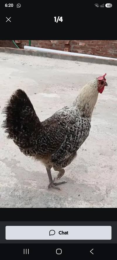 desi murgi ando wali
