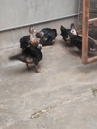 muscovy ducks available
