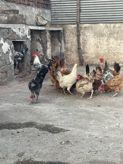 golden misri murghiya avaliable for sale