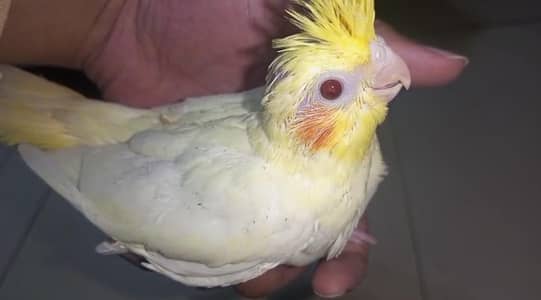 Hand tame Cockatiel and Cockatiel Chicks