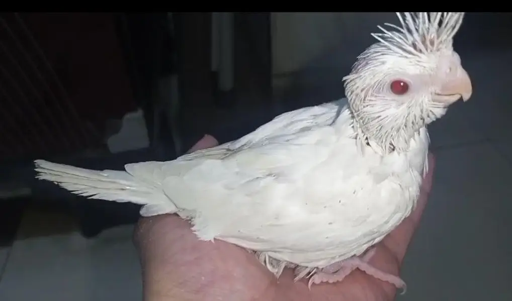 Hand tame Cockatiel and Cockatiel Chicks — photo 2