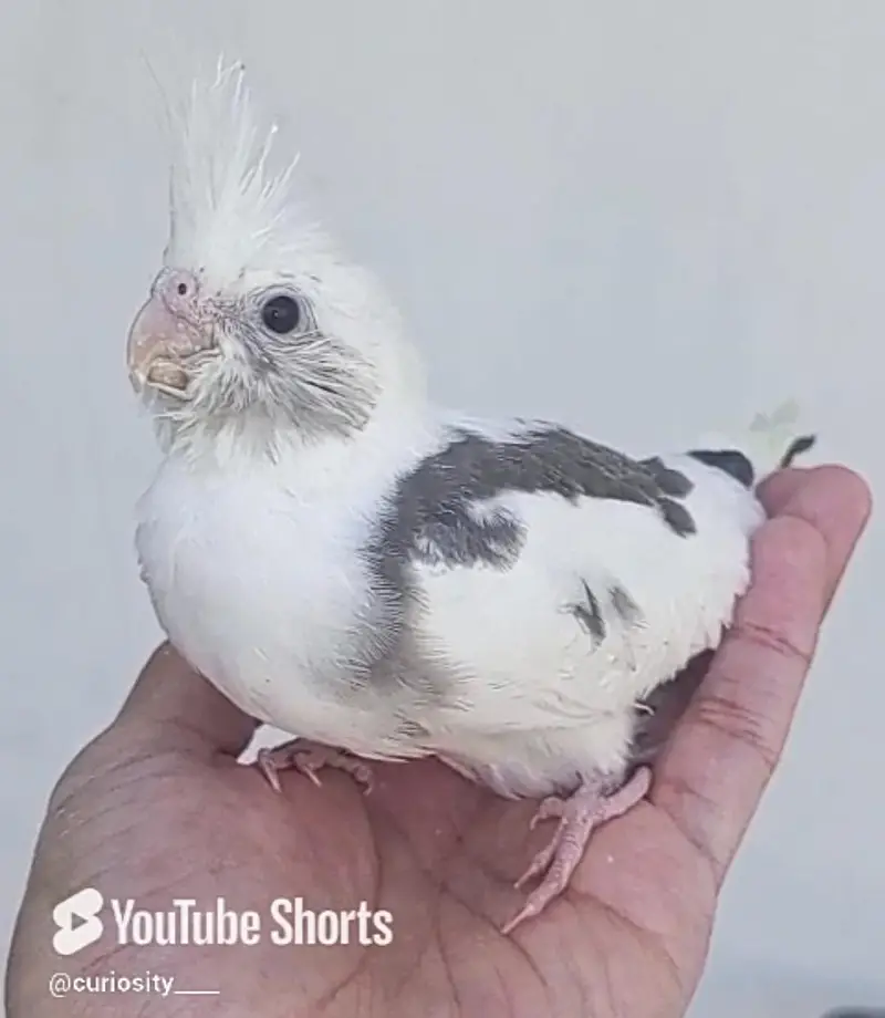 Hand tame Cockatiel and Cockatiel Chicks — photo 3