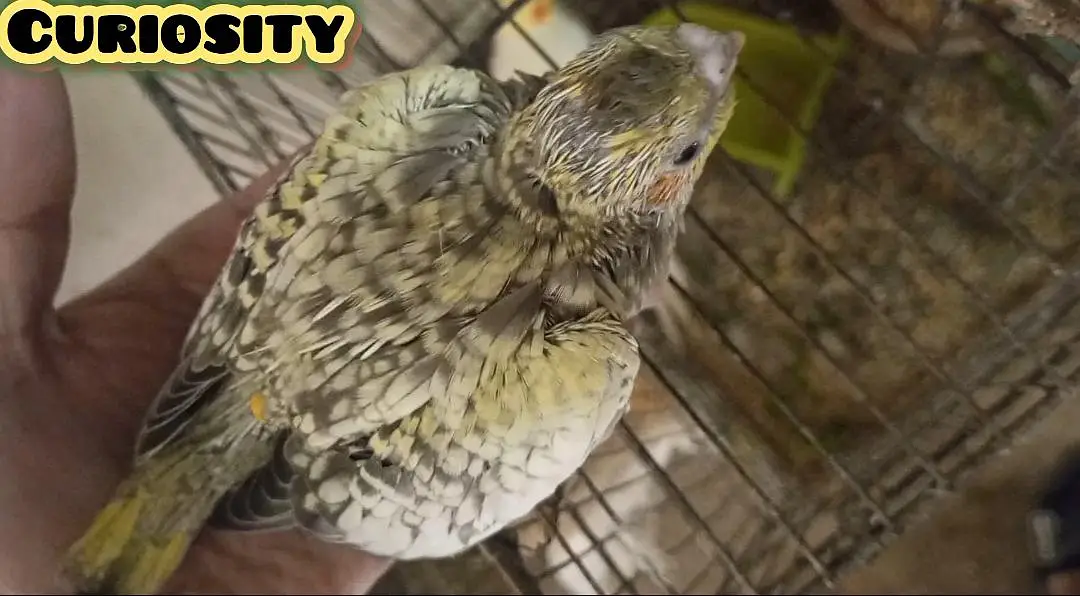 Hand tame Cockatiel and Cockatiel Chicks — photo 5