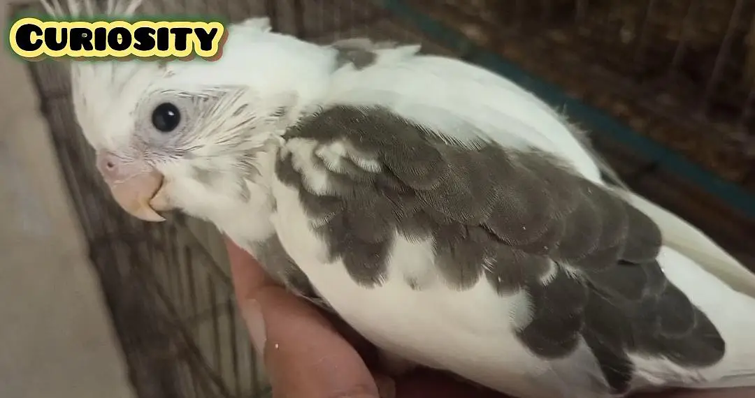 Hand tame Cockatiel and Cockatiel Chicks — photo 6