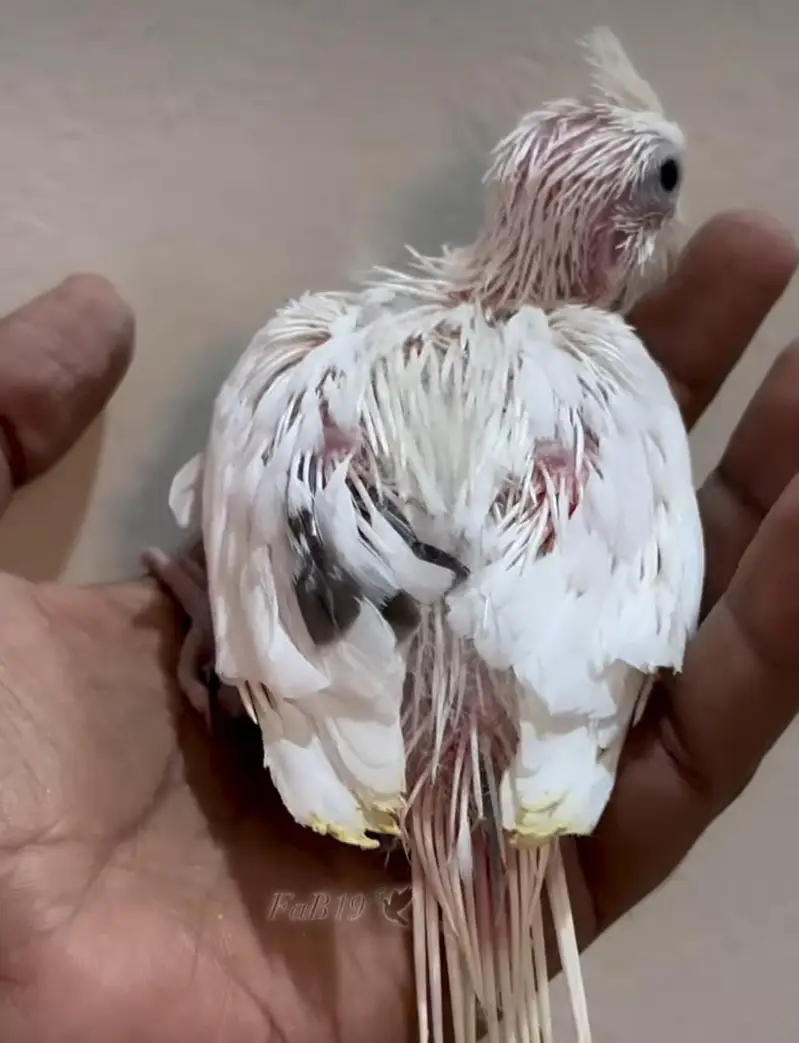 Hand tame Cockatiel and Cockatiel Chicks — photo 8