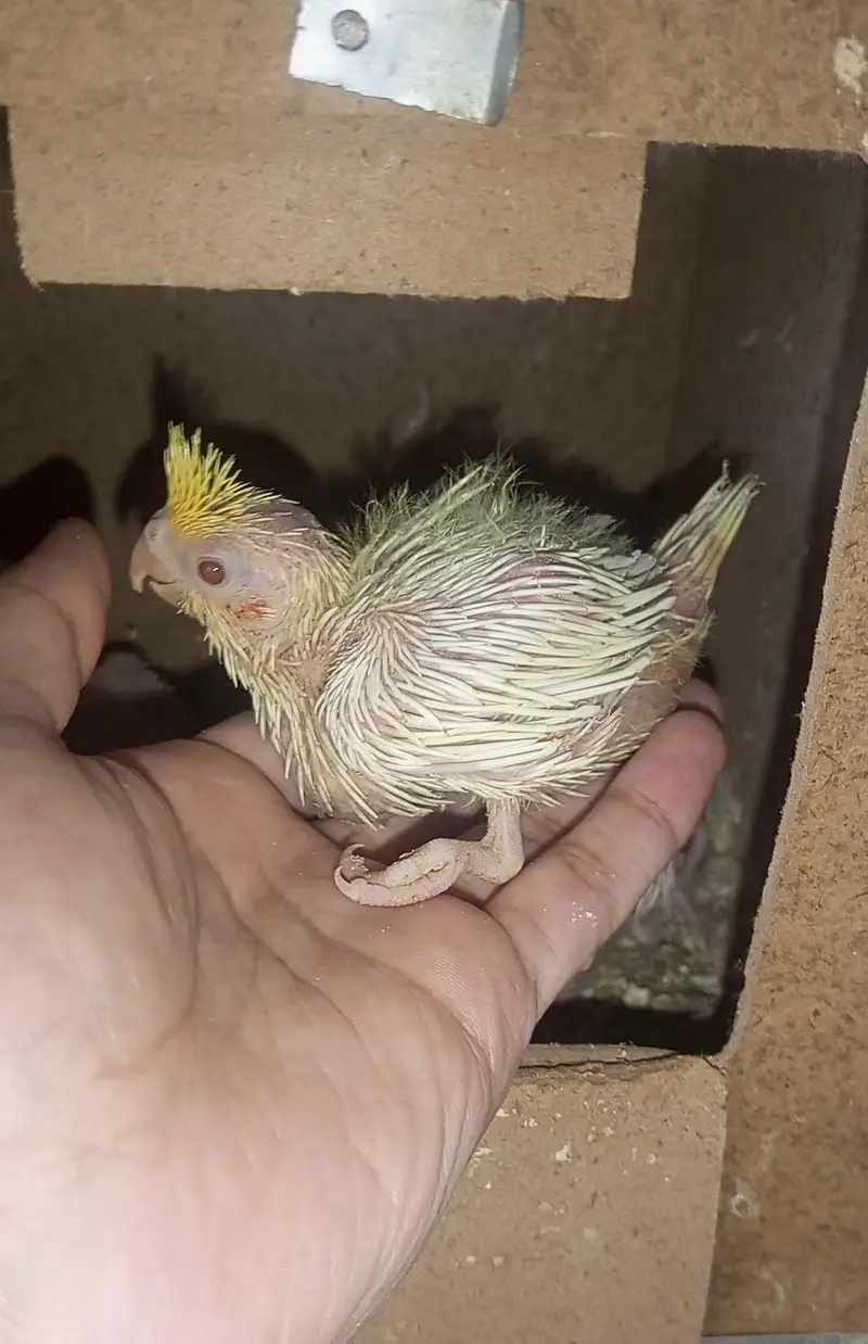 Hand tame Cockatiel and Cockatiel Chicks — photo 9