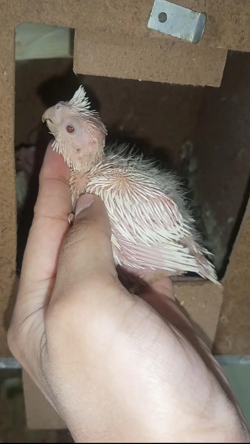 Hand tame Cockatiel and Cockatiel Chicks — photo 10