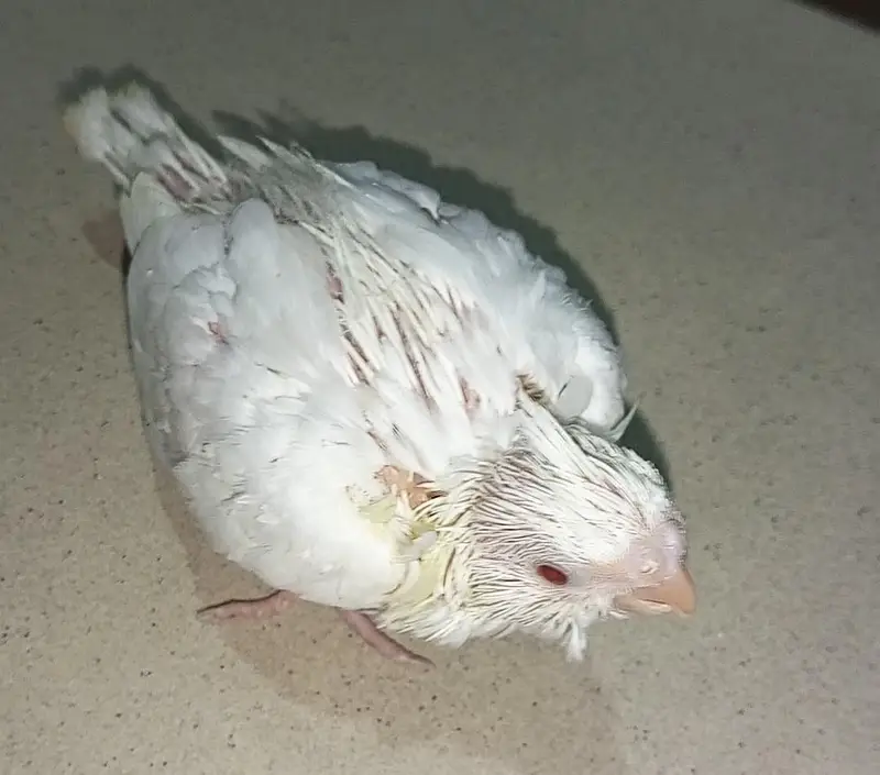 Hand tame Cockatiel and Cockatiel Chicks — photo 11