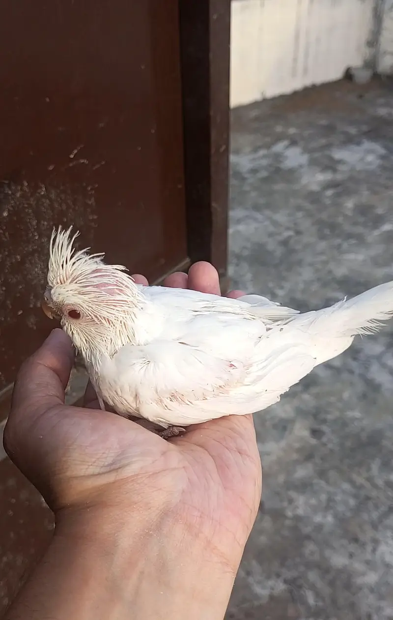 Hand tame Cockatiel and Cockatiel Chicks — photo 12
