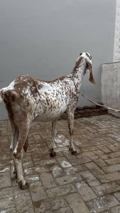 Pure Makhichini and pure tedy goat for sale