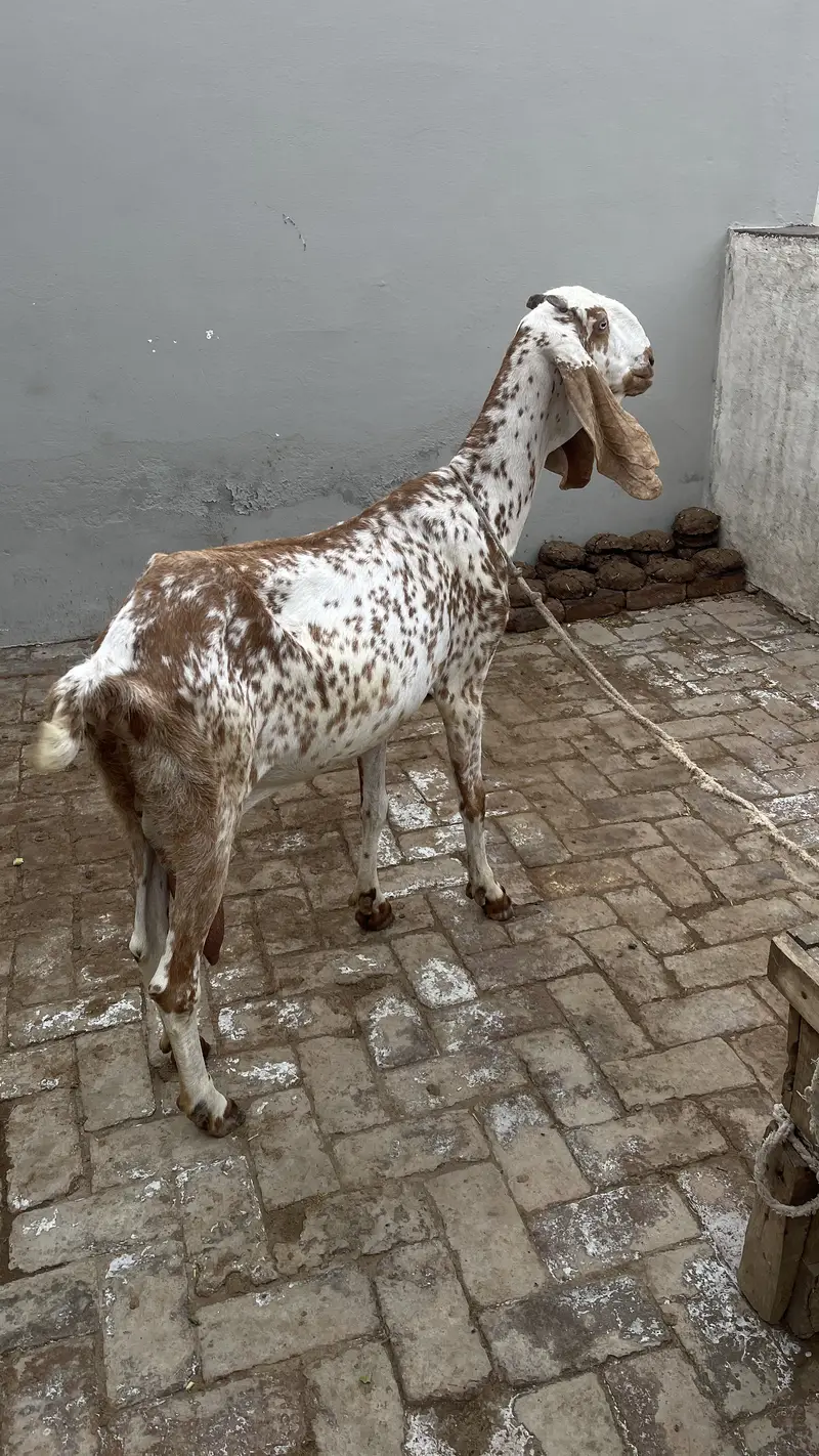 Pure Makhichini and pure tedy goat for sale — photo 2