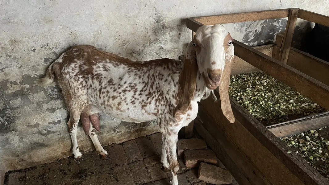 Pure Makhichini and pure tedy goat for sale — photo 3