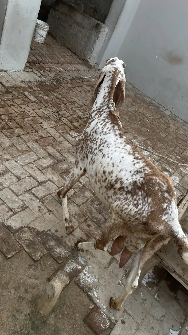 Pure Makhichini and pure tedy goat for sale — photo 4