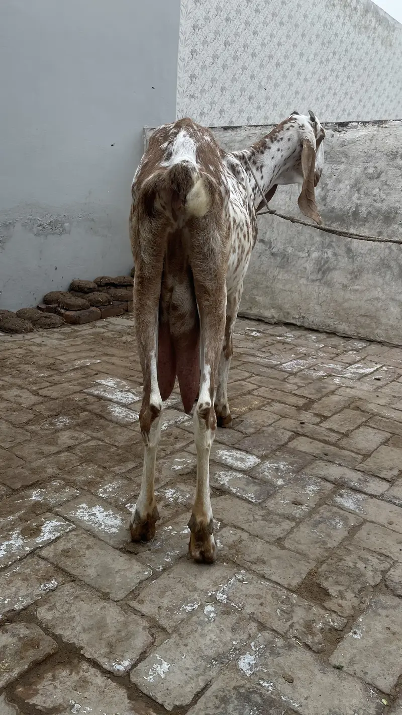 Pure Makhichini and pure tedy goat for sale — photo 5