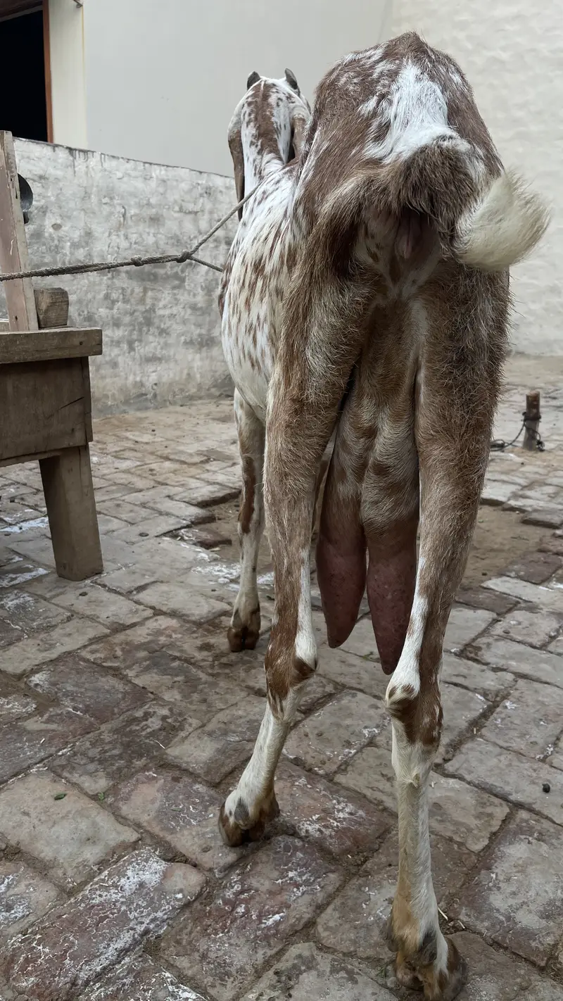 Pure Makhichini and pure tedy goat for sale — photo 6