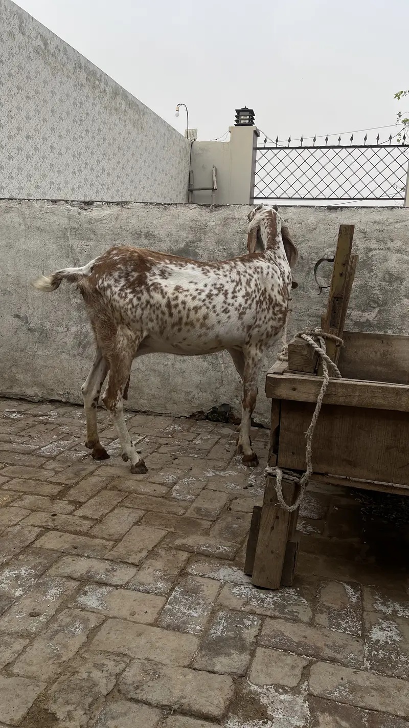 Pure Makhichini and pure tedy goat for sale — photo 7