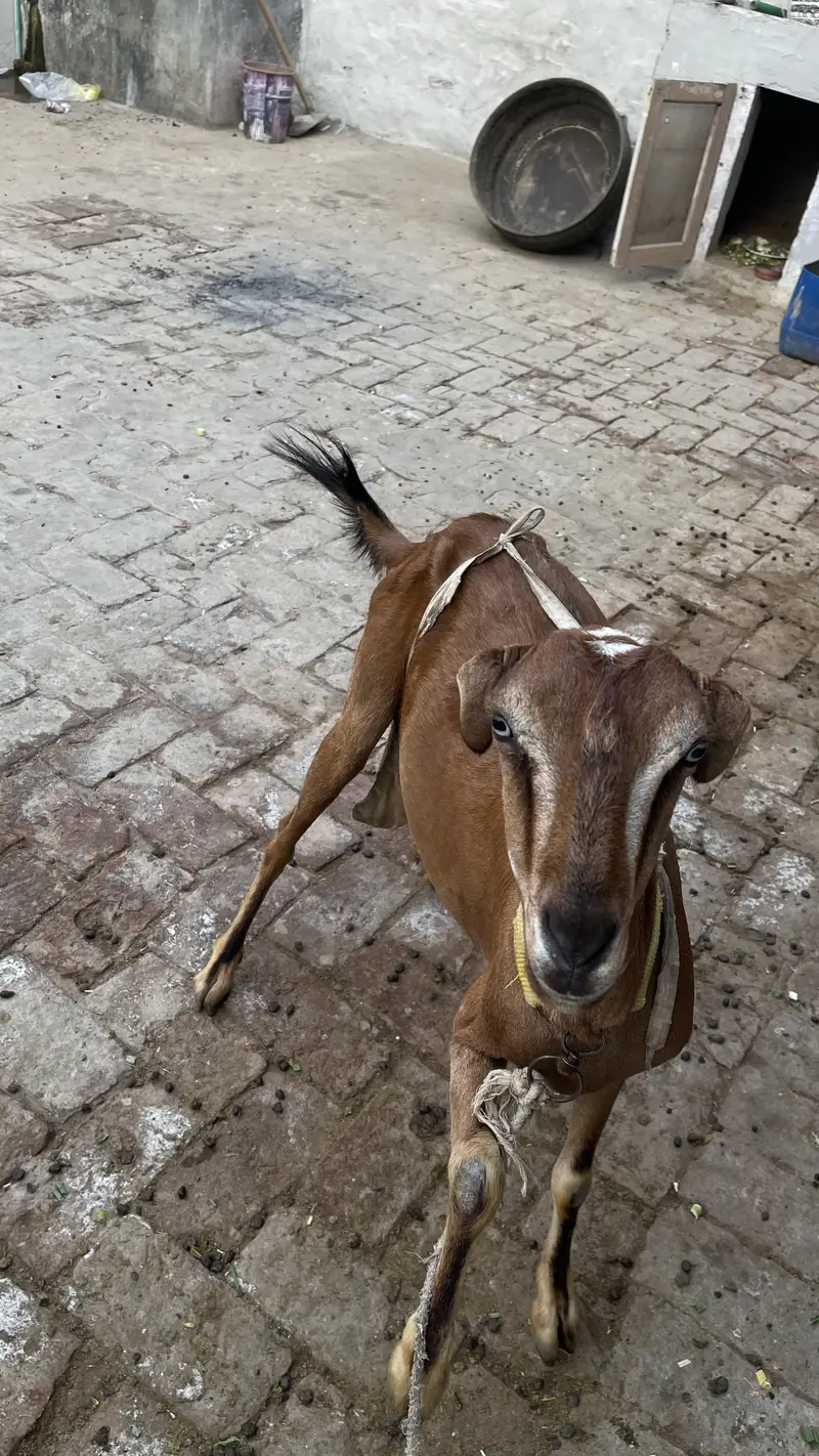 Pure Makhichini and pure tedy goat for sale — photo 8
