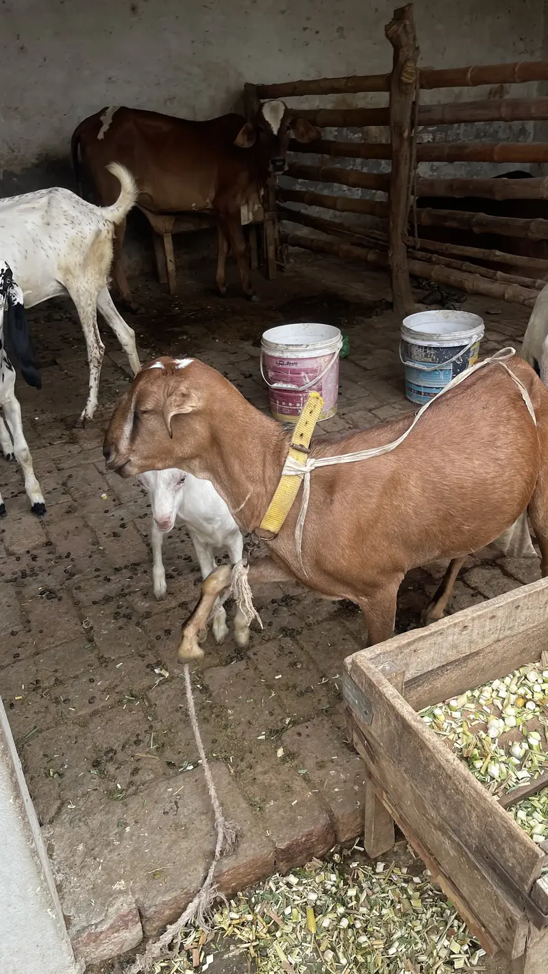 Pure Makhichini and pure tedy goat for sale — photo 9