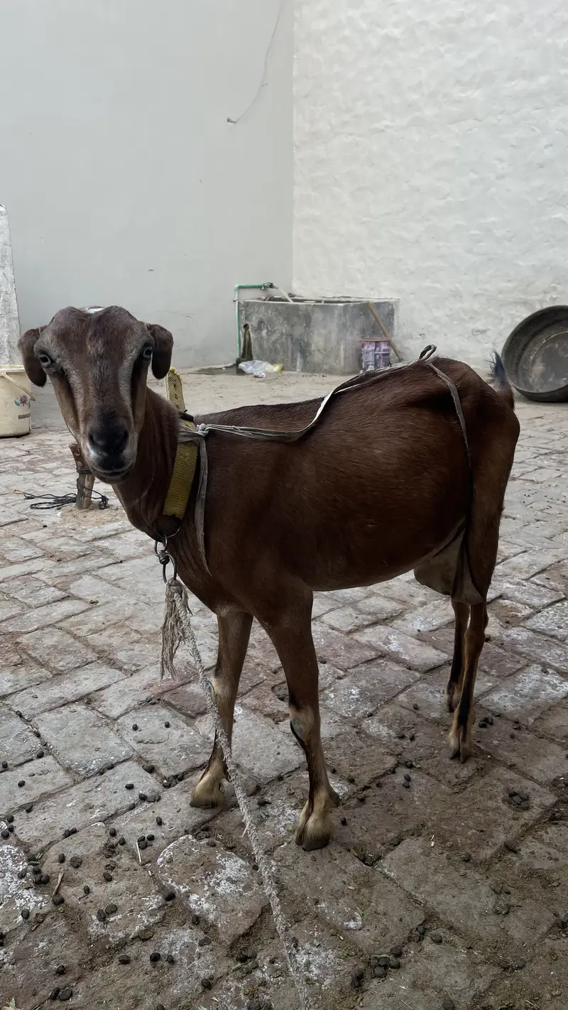 Pure Makhichini and pure tedy goat for sale — photo 10